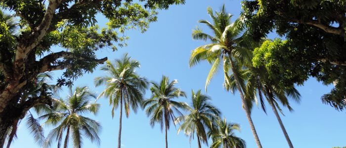 costa rica top destinations palm trees