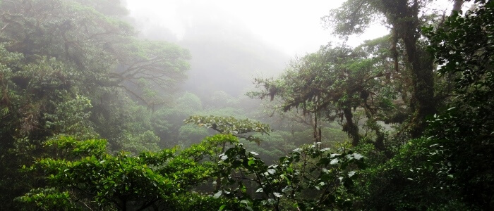 monteverde and santa elena cloud forest reserve