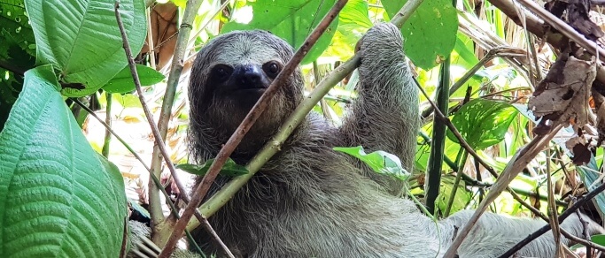 arenal volcano combo tour sloth in the wild