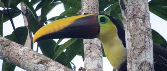 arenal volcano combo tour toucan in the rainforest