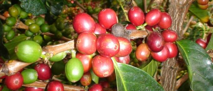 arenal volcano experience tour coffee