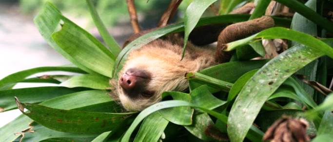 arenal volcano experience tour sloth