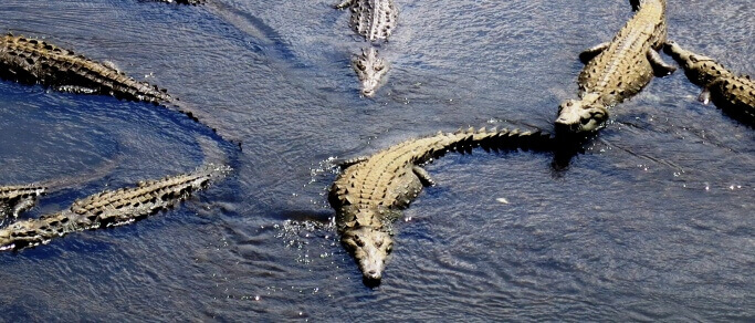 crocodiles observation point