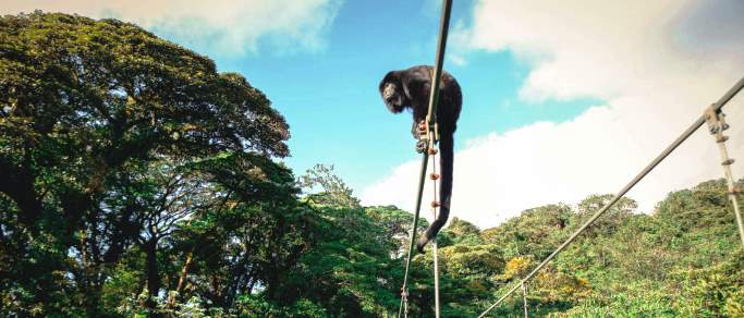 howler monkey in monteverde hanging bridge