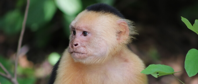 monkey at the monteverde hanging bridges tour