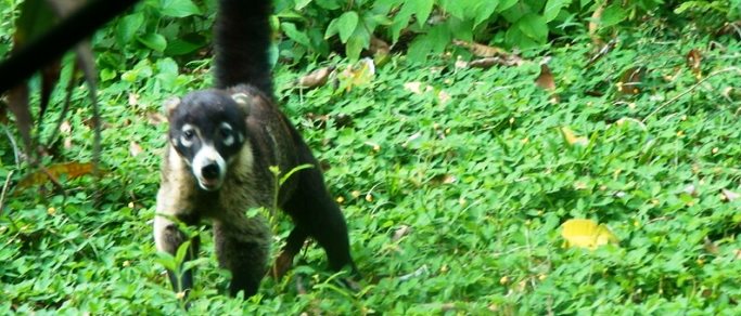 observe wild animals on your costa rica vacation