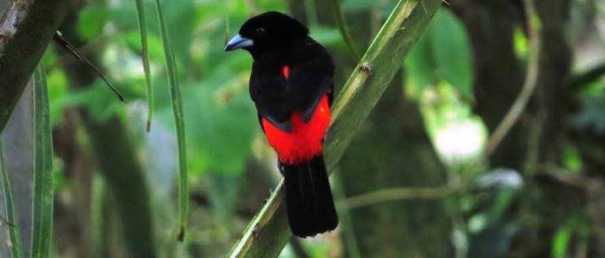 see costa rica birds on this tour