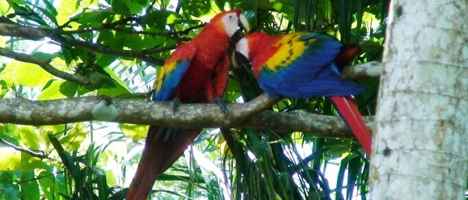 see scarlet macaws on your way to manuel antonio beach