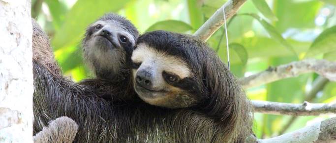 Sloth Sanctuary & Cahuita National Park One Day Tour from San Jose