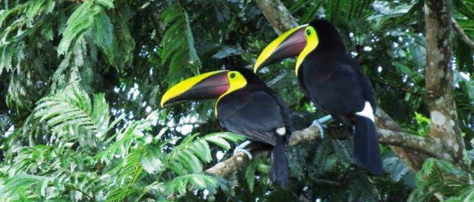 toucans in arenal