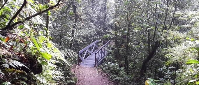 tour to monteverde cloud forest reserve