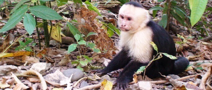 white faced capuchin monkey at the beach