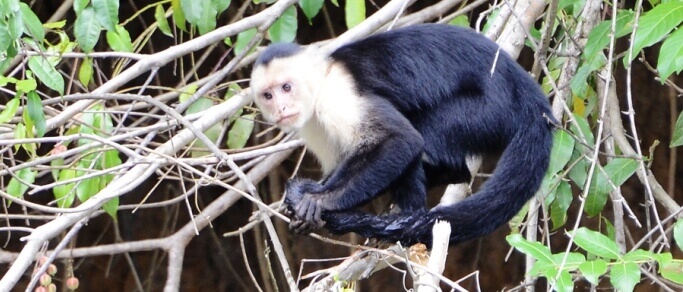 white faced capuchin monkey stop on the way