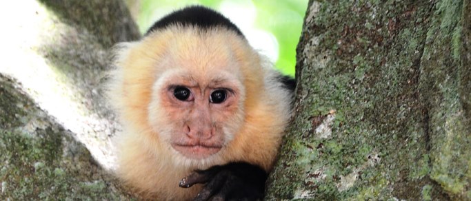 white faced monkey in costa rica