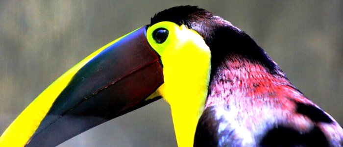 The biggest toucan you will see in Costa Rica