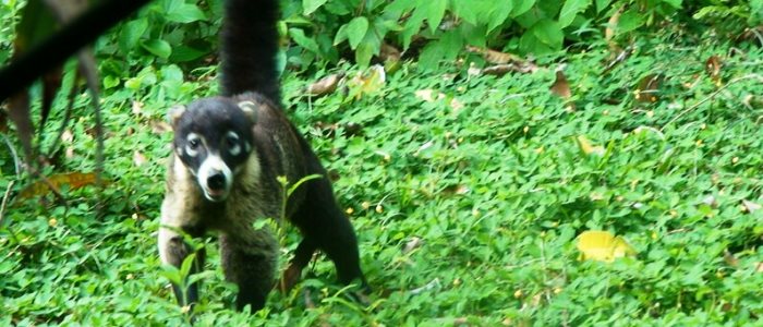 If you like animals, Corcovado National Park is the perfect place to stay in Costa Rica