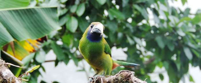 This nice friend is one of the smallest toucans found in Costa Rica 