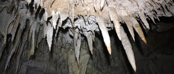 Those that can be affected by claustrophobia do not have to worry the national park also has a series of trails in which you can admire a tropical dry secondary forest