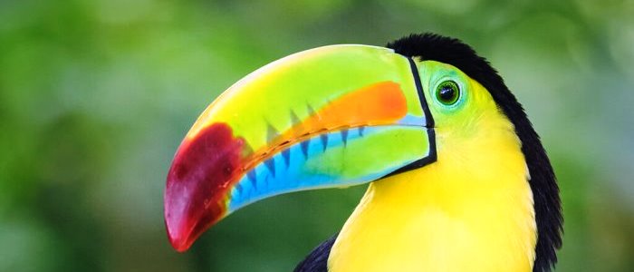 Thanks to its striking colors and its large beak, also very colorful and called the rainbow billed toucan