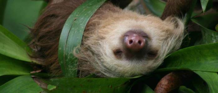 The enormous biodiversity of Costa Rica allows us to capture unique and unparalleled moments