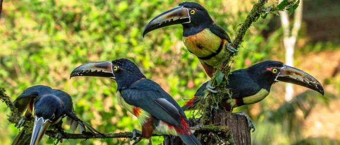 birdwatching tours are also a very popular attraction of costa rica
