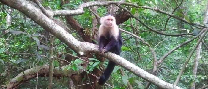 Observe white faced monkeys during the nature hiking