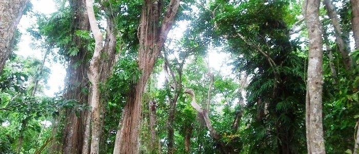 Beautiful Rainforest at Cahuita National Park