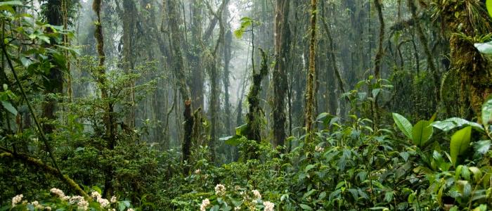 visit this reserve during your next vacation in costa rica