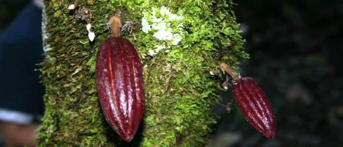 next time you visit costa rica do some tours considering costa rican cocoa