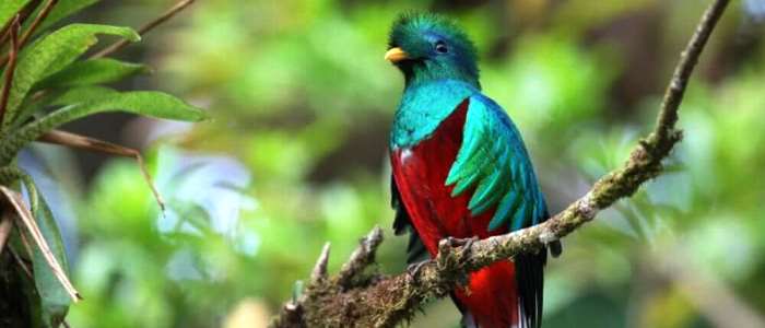 The top Birds of Costa Rica will call your attention at the first moment, some can only be found deep in the forest