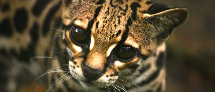 called as a tree ocelot the margay or caucel 