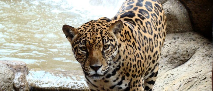 The Costa Rica National Parks are home of many animal species