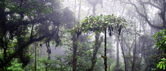 Monteverde Cloud Forest