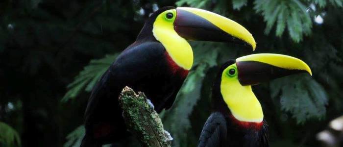 costa rica toucans