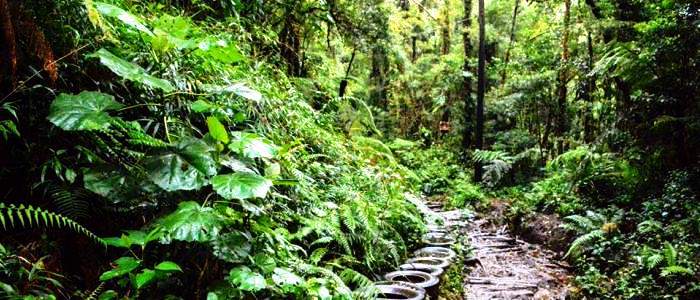 in addition to the self hiking in the reserve’s trails the cerro dantas wildlife refuge also offers different forms ecotourism