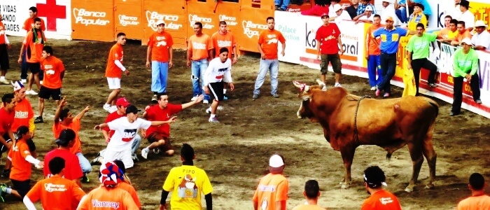 Bull Fighting during fair in San Jose