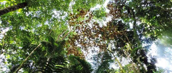 Costa Rica Rainforest day trip