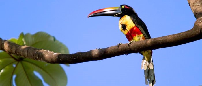 The fiery-billed Aracari is an endemic species found in southern pacific slopes of Costa Rica and western Panama