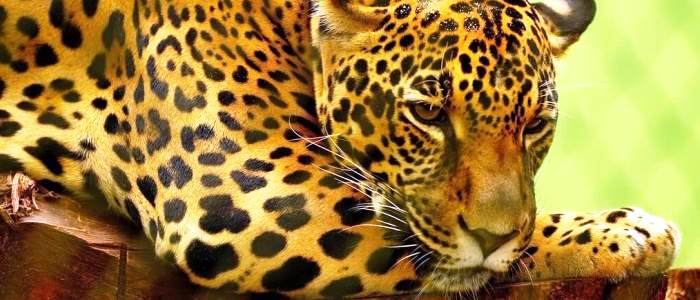 the jaguar is the largest feline found in the americas