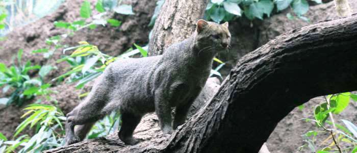 direct relative of the cougar the only feline in costa rican territory that is completely diurnal