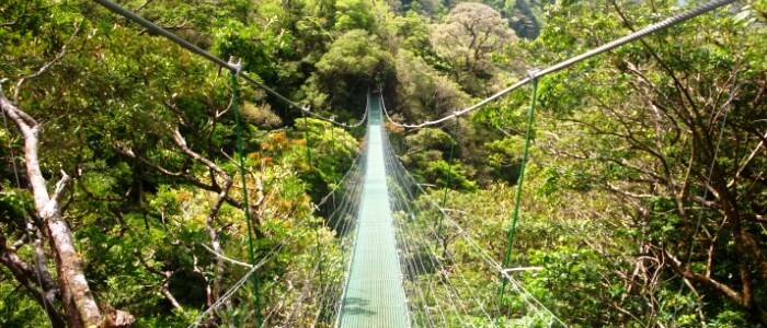 Hainging bridge in the Rainforest of Guanacaste