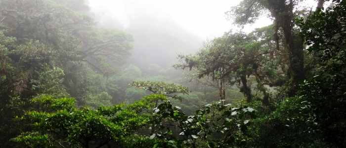 Cloud Forest reserve