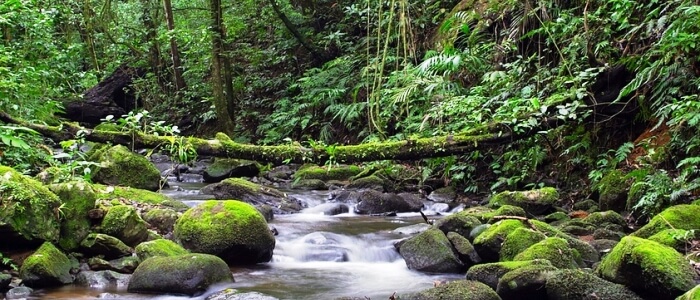 River in the Cloud Forest