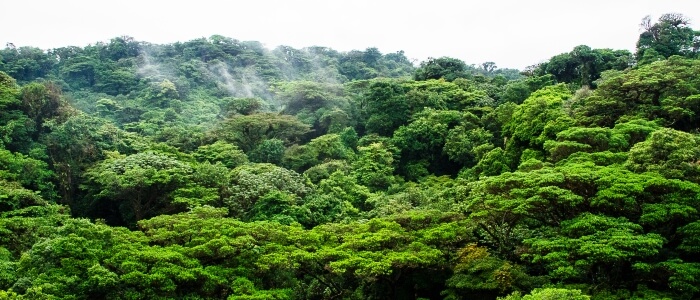 Monteverde scenic beauty