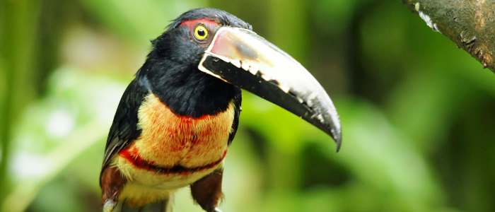 This toucan is quite similar to the Fiery billed Aricari comparing them with their sizes, weight and style of life