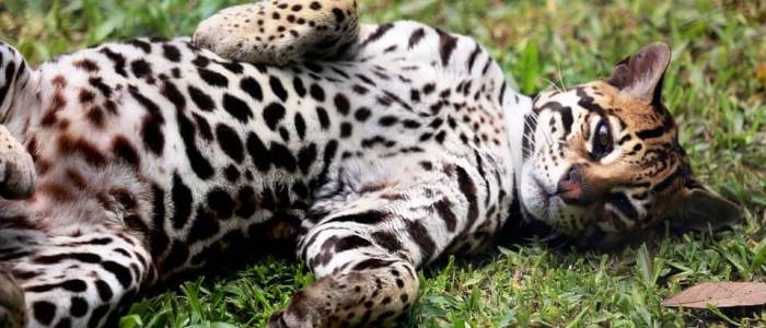 it is the third largest feline found in costa rican territory