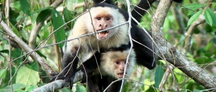 palo verde national park wildlife