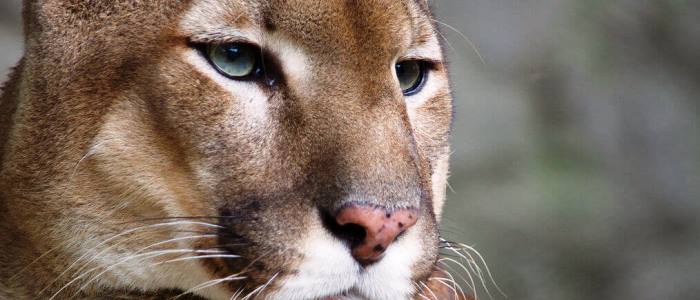 the puma is largest feline on the continent along with the jaguar