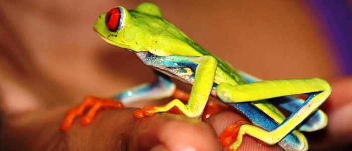 a vacation in costa rica is the rainforest experience
