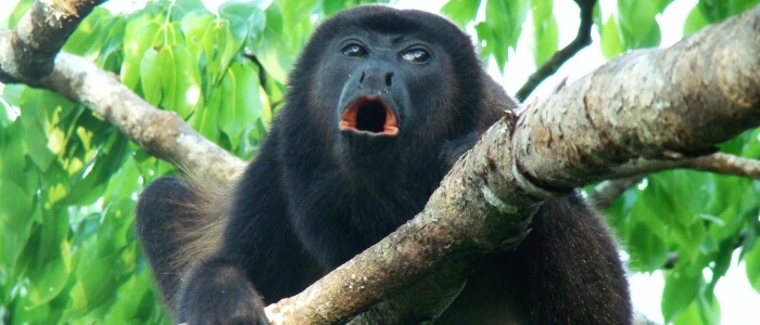 rainforest animals in costa rica howler monkey